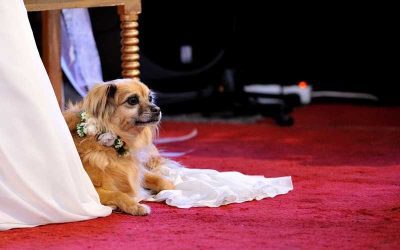 Ideas para incluir a tus mascotas en las fotos de la boda.